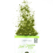 Just Greens Blend with Nettles - GJ2064